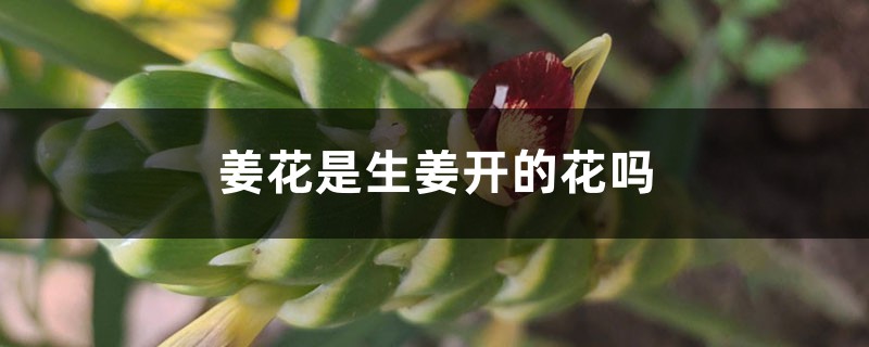 姜花是生姜开的花吗 姜花是生姜开的花吗