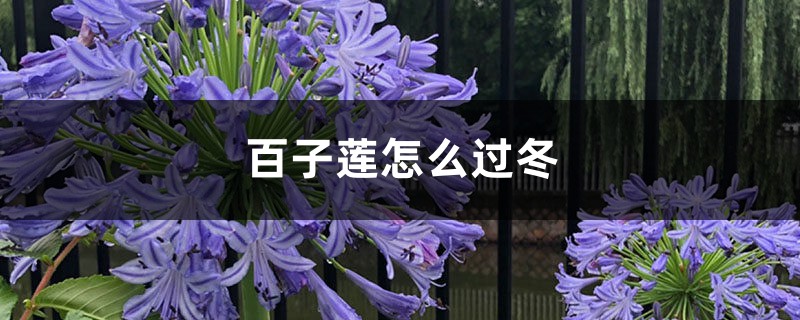 百子莲怎么过冬 百子莲怎么过冬