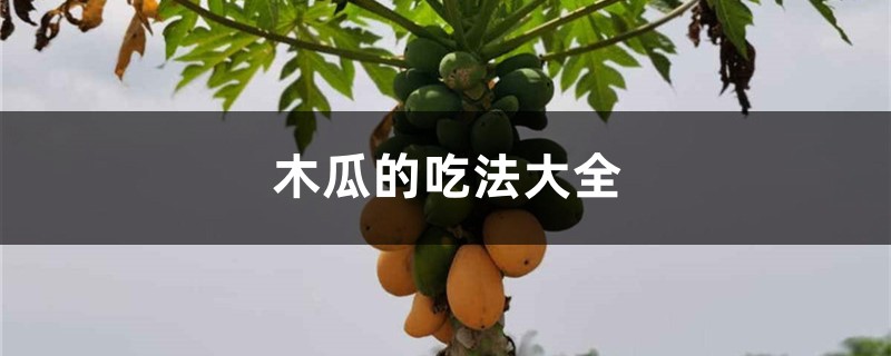 木瓜的吃法大全 木瓜的吃法大全