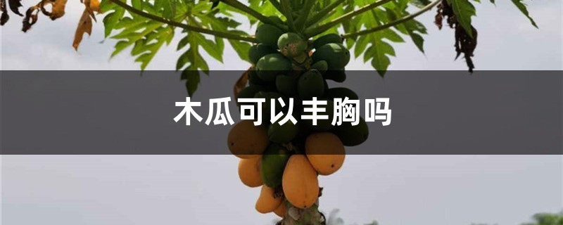 木瓜可以丰胸吗 木瓜可以丰胸吗