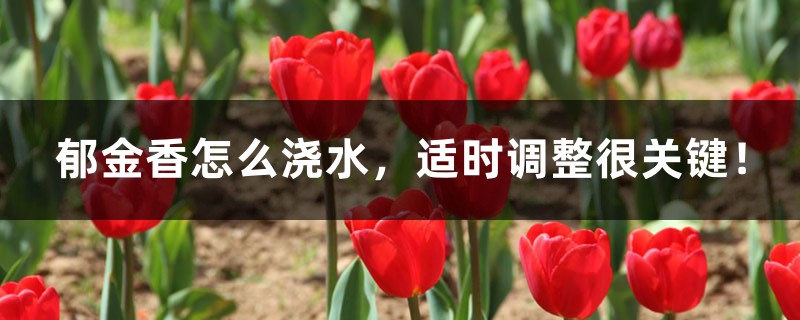 郁金香怎么浇水,适时调整很关键! 郁金香怎么浇水,适时调整很关键!