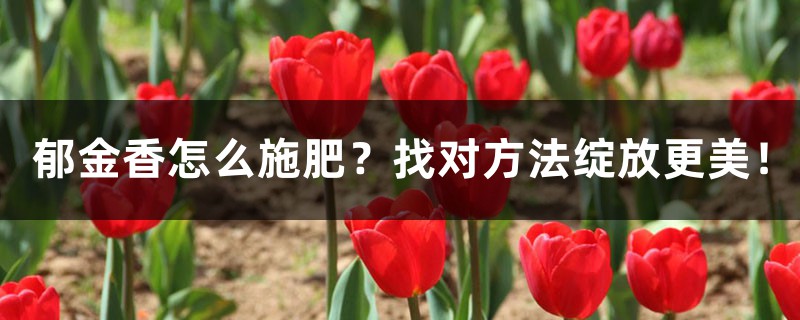 郁金香怎么施肥?找对方法绽放更美! 郁金香怎么施肥?找对方法绽放更美!