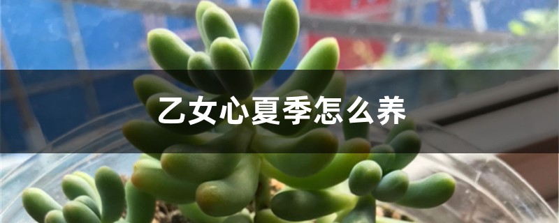 乙女心夏季怎么养 乙女心夏季怎么养