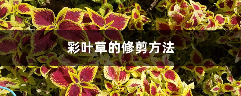 彩叶草的修剪方法 彩叶草的修剪方法