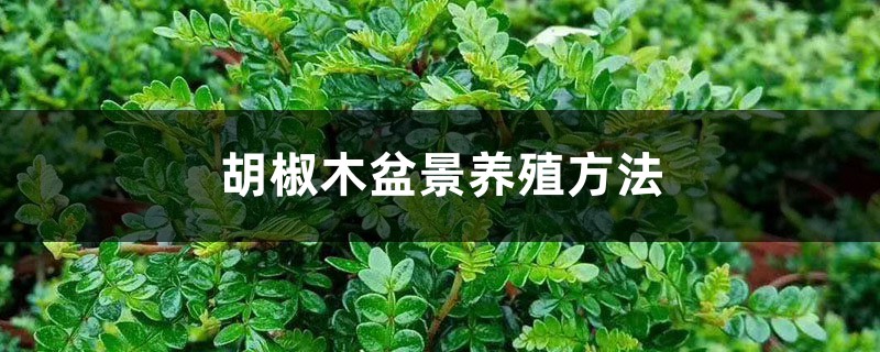 胡椒木盆景养殖方法 胡椒木盆景养殖方法