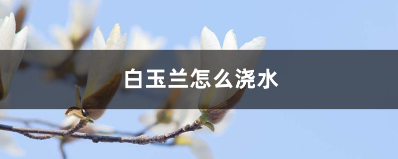 白玉兰怎么浇水 白玉兰怎么浇水