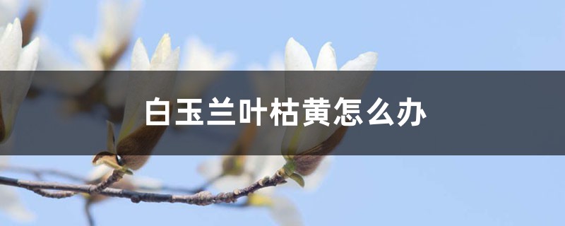 白玉兰叶枯黄怎么办 白玉兰叶枯黄怎么办