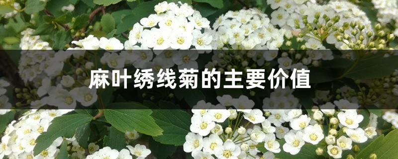 麻叶绣线菊的主要价值 麻叶绣线菊的主要价值