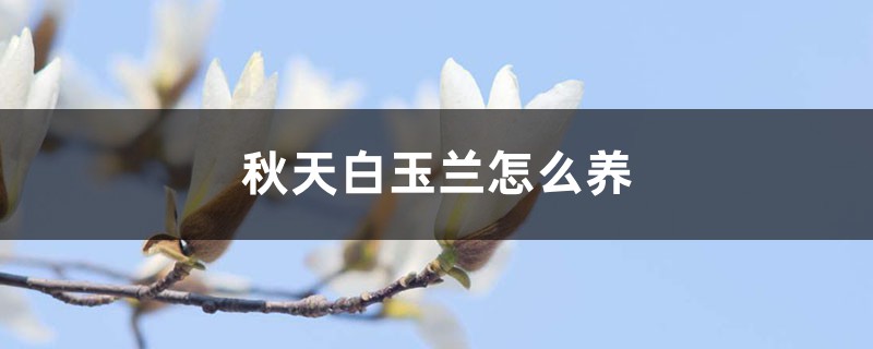 秋天白玉兰怎么养 秋天白玉兰怎么养