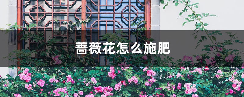 蔷薇花怎么施肥 蔷薇花怎么施肥