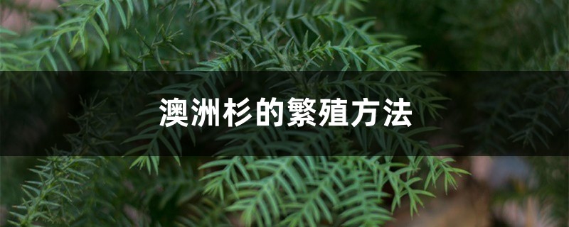 澳洲杉的繁殖方法 澳洲杉的繁殖方法