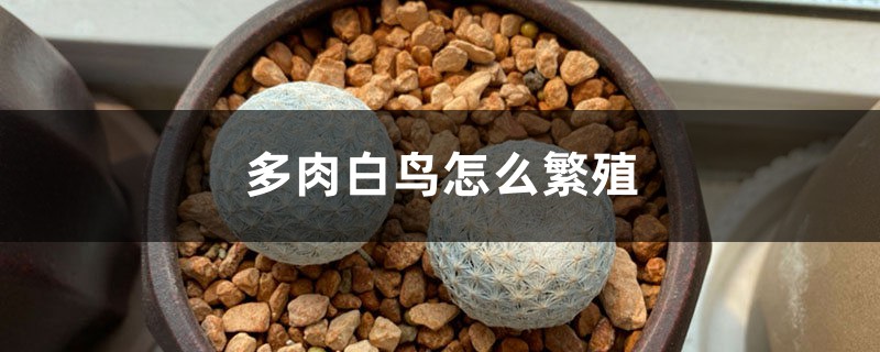 多肉白鸟怎么繁殖 多肉白鸟怎么繁殖