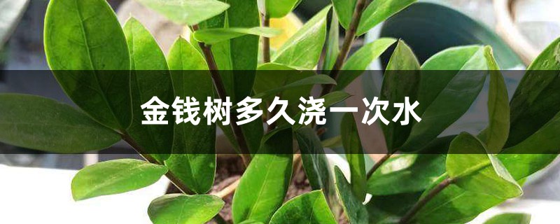 金钱树多久浇一次水 金钱树多久浇一次水