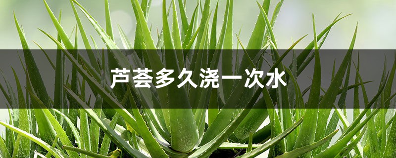 芦荟多久浇一次水 芦荟多久浇一次水
