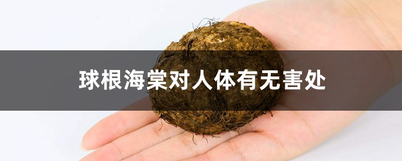 球根海棠对人体有无害处 球根海棠对人体有无害处