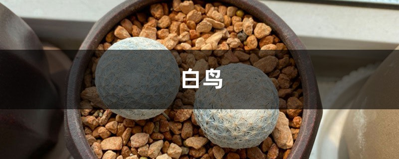 多肉白鸟怎么养长的快?注意这四点长超快! 多肉白鸟怎么养长的快?注意这四点长超快!