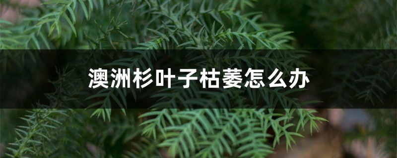 澳洲杉叶子枯萎怎么办 澳洲杉叶子枯萎怎么办