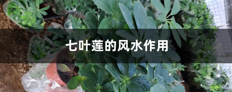 七叶莲的风水作用 七叶莲的风水作用