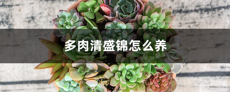 多肉清盛锦怎么养 多肉清盛锦怎么养