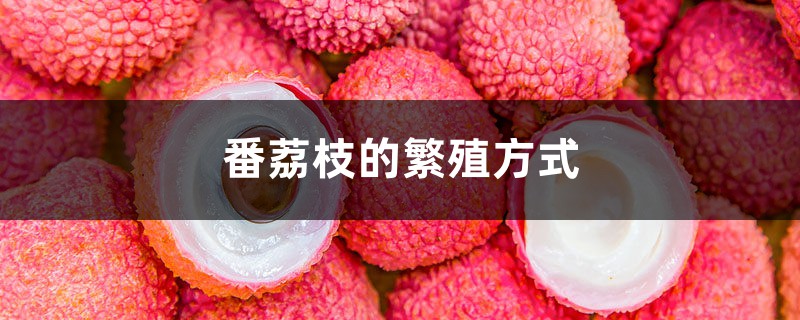 番荔枝的繁殖方式 番荔枝的繁殖方式