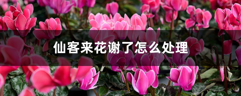 仙客来花谢了怎么处理 仙客来花谢了怎么处理