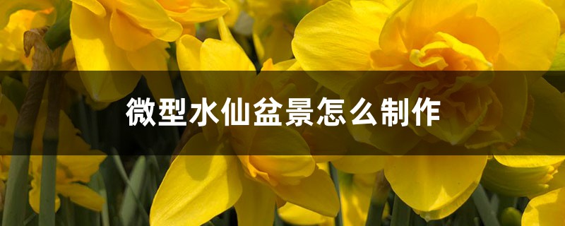 微型水仙盆景怎么制作,只需5步轻松搞定! 微型水仙盆景怎么制作,只需5步轻松搞定!
