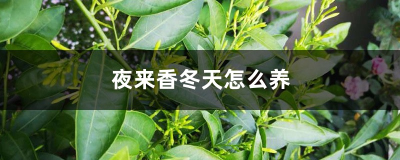 夜来香冬天怎么养,这样安全又不操心! 夜来香冬天怎么养,这样安全又不操心!