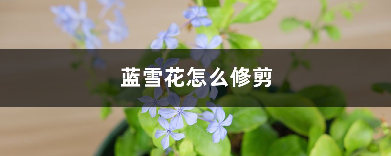 蓝雪花怎么修剪