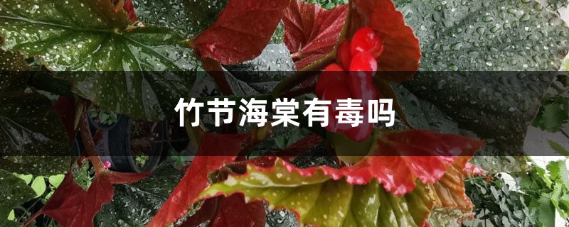 竹节海棠有毒吗 竹节海棠有毒吗