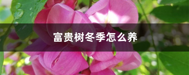 富贵树冬季怎么养 富贵树冬季怎么养
