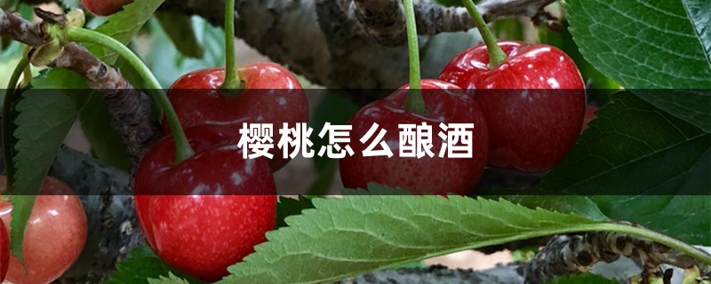 樱桃怎么酿酒 樱桃怎么酿酒