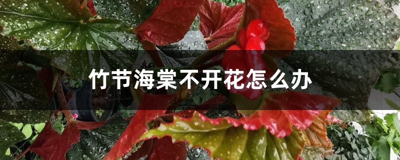 竹节海棠不开花怎么办 竹节海棠不开花怎么办