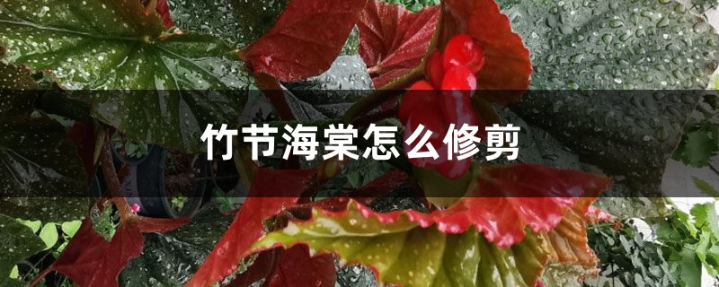 竹节海棠怎么修剪 竹节海棠怎么修剪