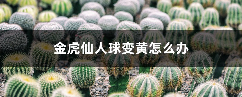 金虎仙人球变黄怎么办 金虎仙人球变黄怎么办
