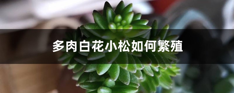 多肉白花小松如何繁殖 多肉白花小松如何繁殖