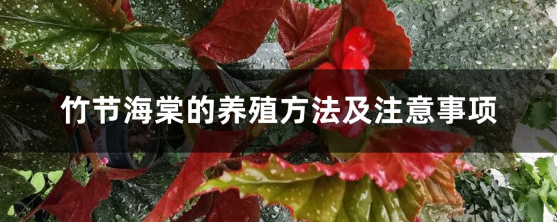 竹节海棠的养殖方法及注意事项 竹节海棠的养殖方法及注意事项