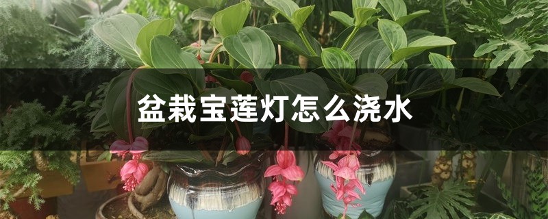 盆栽宝莲灯怎么浇水,适时调整吸收好! 盆栽宝莲灯怎么浇水,适时调整吸收好!