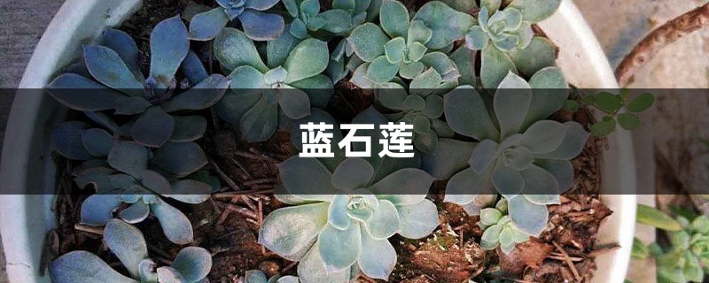 蓝石莲长侧芽了怎么办,这样一弄轻松搞定! 蓝石莲长侧芽了怎么办,这样一弄轻松搞定!