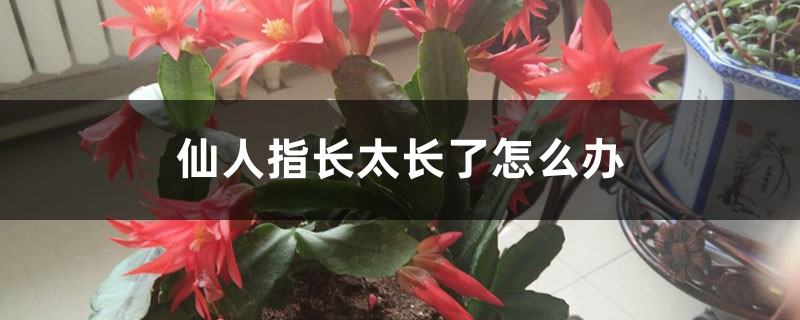 仙人指长太长了怎么办 仙人指长太长了怎么办
