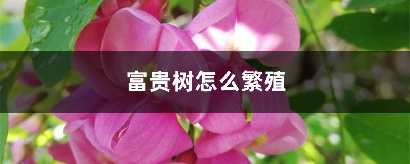 富贵树怎么繁殖 富贵树怎么繁殖