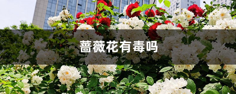 蔷薇花有毒吗 蔷薇花有毒吗