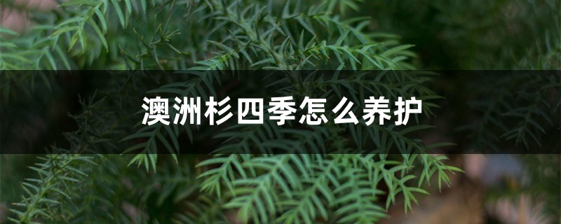 澳洲杉四季怎么养护 澳洲杉四季怎么养护