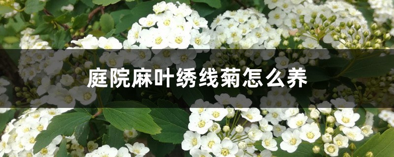 庭院麻叶绣线菊怎么养 庭院麻叶绣线菊怎么养