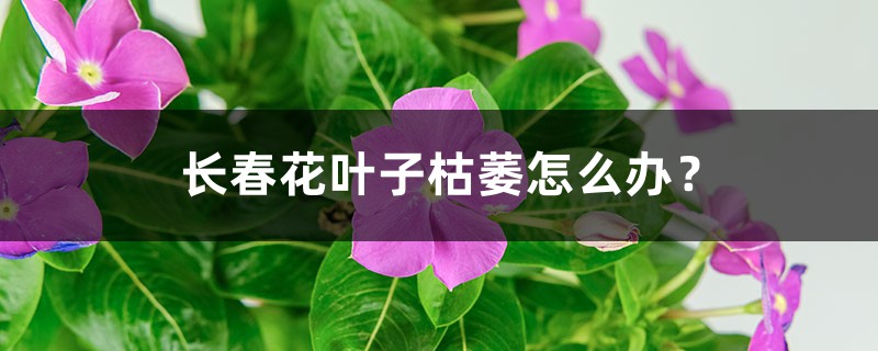 长春花叶子枯萎怎么办? 长春花叶子枯萎怎么办?
