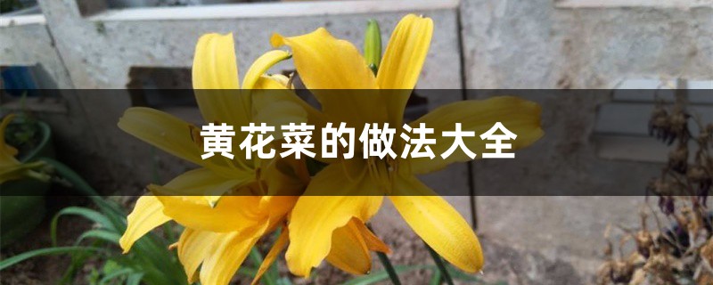 黄花菜的做法大全 黄花菜的做法大全