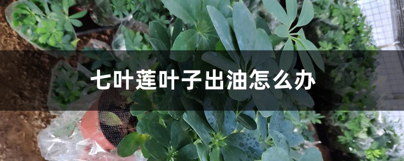 七叶莲叶子出油怎么办 七叶莲叶子出油怎么办