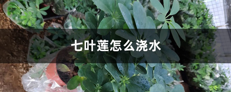 七叶莲怎么浇水 七叶莲怎么浇水