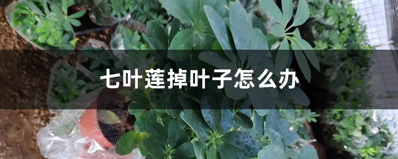七叶莲掉叶子怎么办 七叶莲掉叶子怎么办
