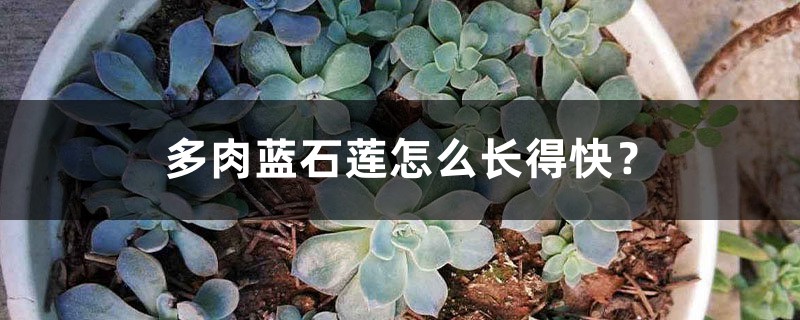多肉蓝石莲怎么长得快? 多肉蓝石莲怎么长得快?