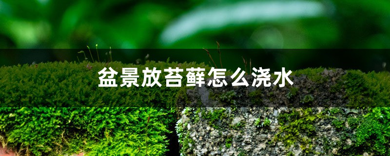盆景放苔藓怎么浇水 盆景放苔藓怎么浇水